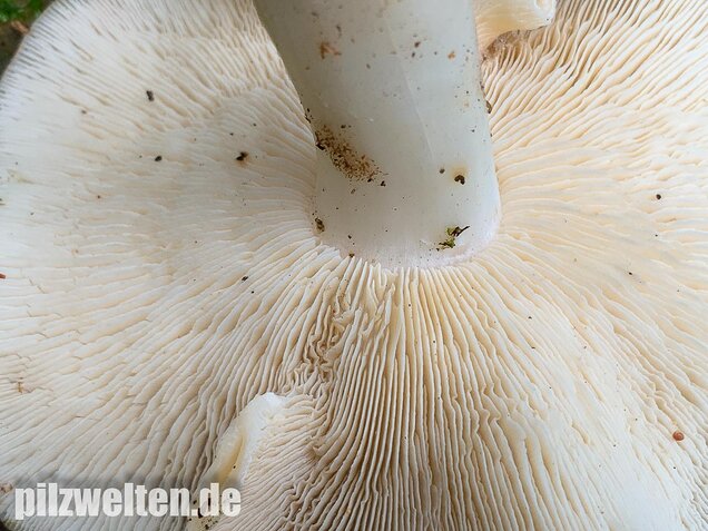 Gefleckter Rosasporrübling, Rhodocollybia maculata