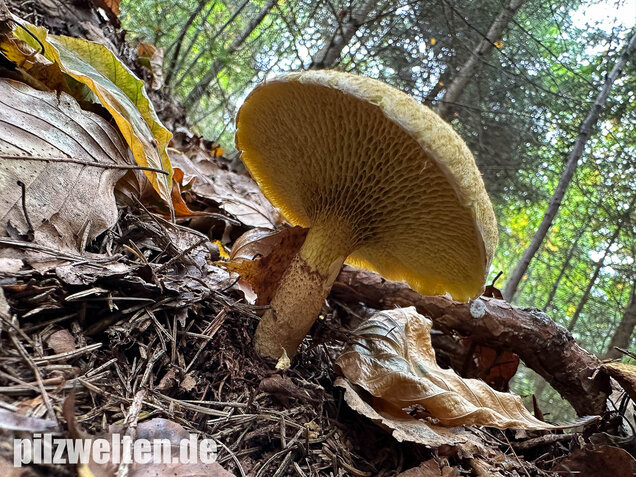 Gelber Hohlfußröhrling, Suillus cavipes var. aureus