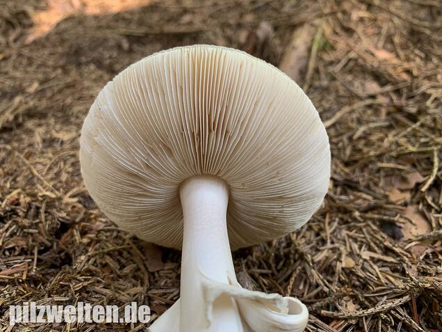 Gelber Knollenblätterpilz (weiße Form), Amanita citrina var. alba
