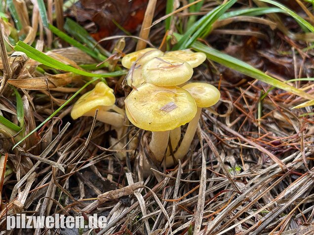 Gelber Lärchenschneckling, Hygrophorus lucorum