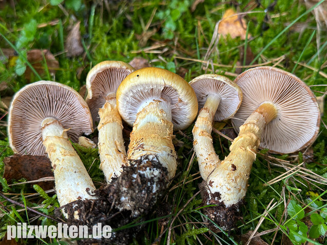 Gelbgestiefelter Schleimkopf, Phlegmacium triumphans