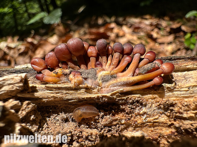 Gelbstieliger Nitrathelmling, Gelbfüßiger Nitrosehelmling, Mycena renati