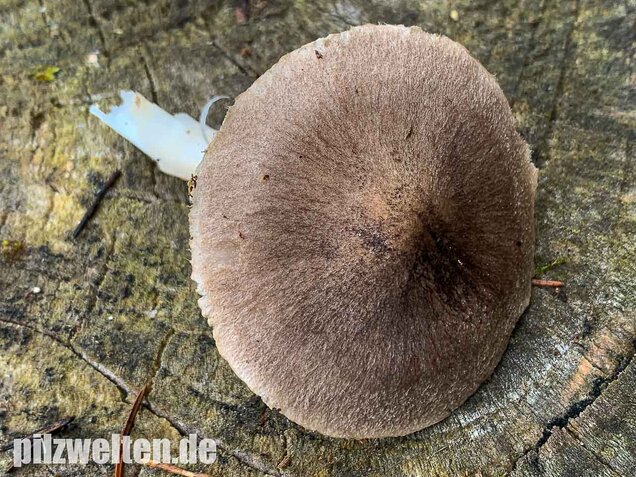 Gemeiner Erdritterling, Tricholoma terreum