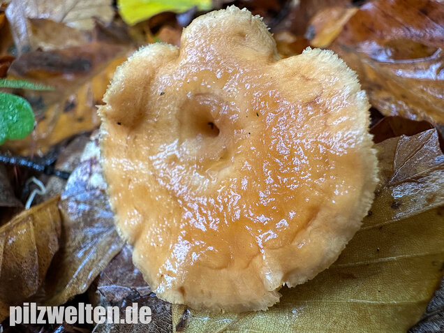 Genabelter Semmelstoppelpilz, Hydnum umbilicatum