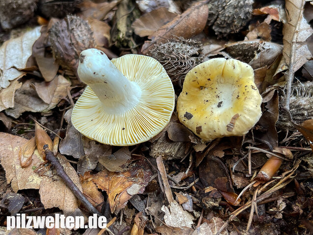 Glänzendgelber Dottertäubling, Russula acetolens