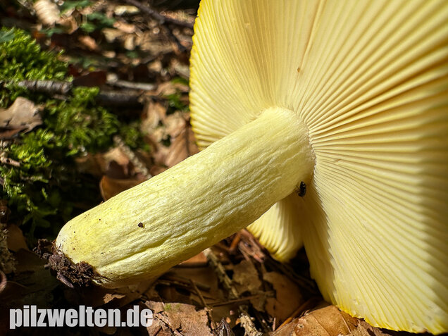 Goldtäubling, Russula aurea