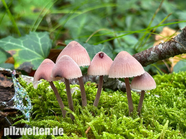 Großer Bluthelmling, Mycena haematopus
