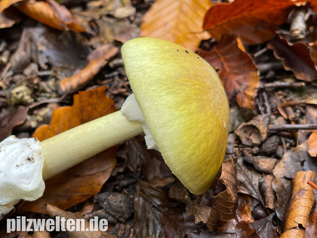 Grüner Knollenblätterpilz, Amanita phalloides