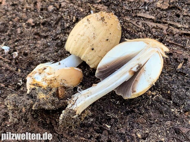 Haustintling, Coprinellus domesticus