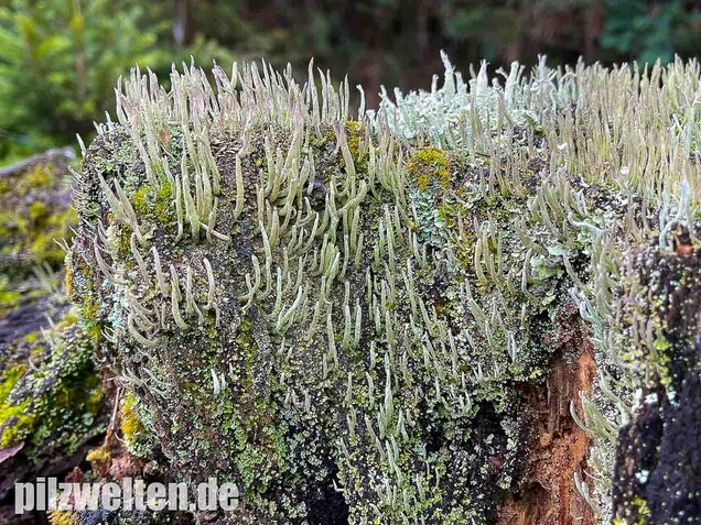Keulenflechte, Cladonia coniocraea