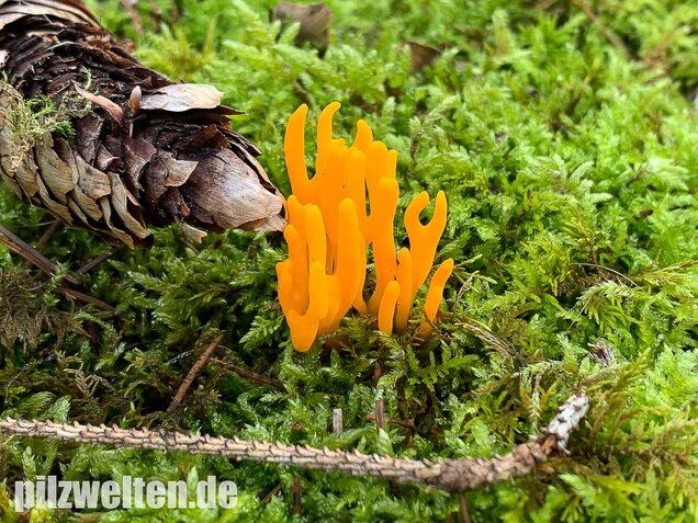 Klebriger Hörnling, Ziegenbart, Zwergerlfeuer, Calocera viscosa