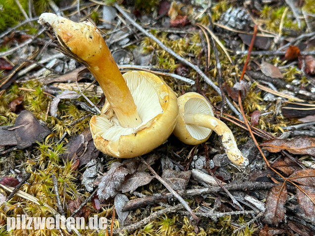 Ockergelber Schleimschirmling, Zhuliangomyces ochraceoluteus