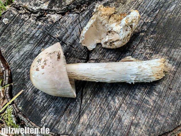 Ockergrauer Scheidenstreifling, Amanita lividopallescens