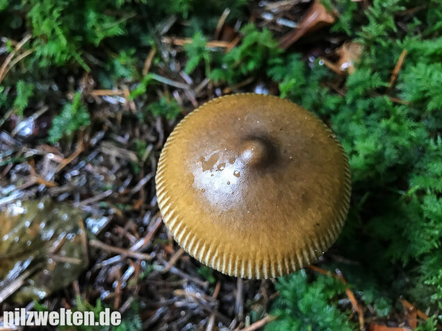 Olivgrauer Scheidenstreifling, Amanita olivaceogrisea