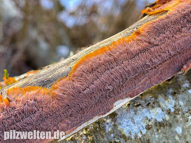 Orangeroter Kammpilz, Phlebia radiata