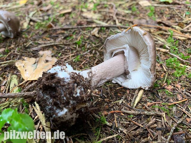 Porphyrbrauner Wulstling, Amanita porphyria