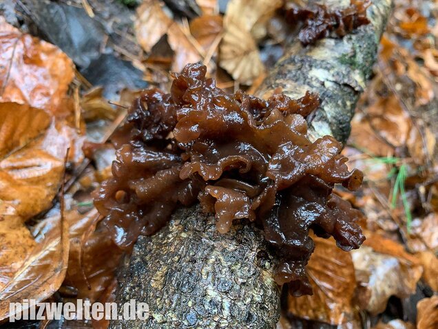 Rotbrauner Zitterling, Tremella foliacea