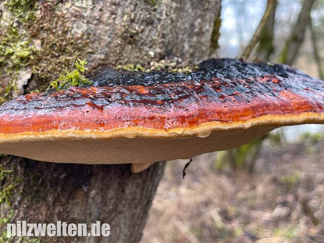 Rotrandiger Baumschwamm, Fomitopsis pinicola