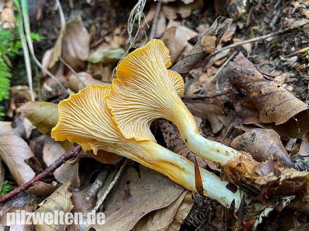 Samtiger Pfifferling, Cantharellus friesii