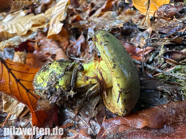 Schwarzgrüner Klumpfuß, Calonarius atrovirens