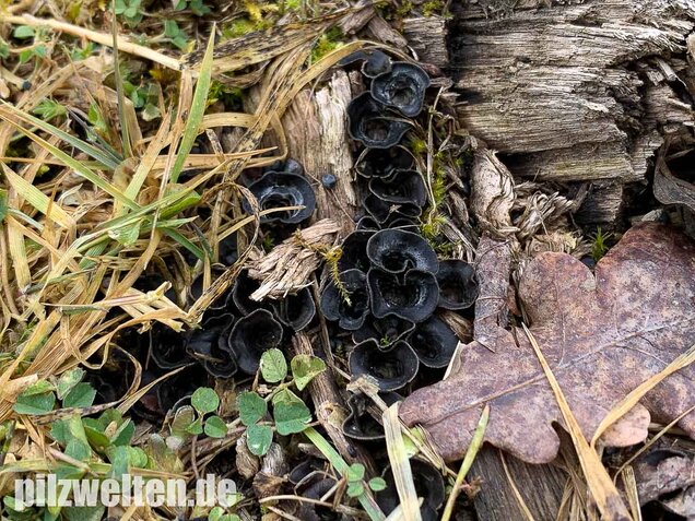 Topfteuerling, Cyathus olla
