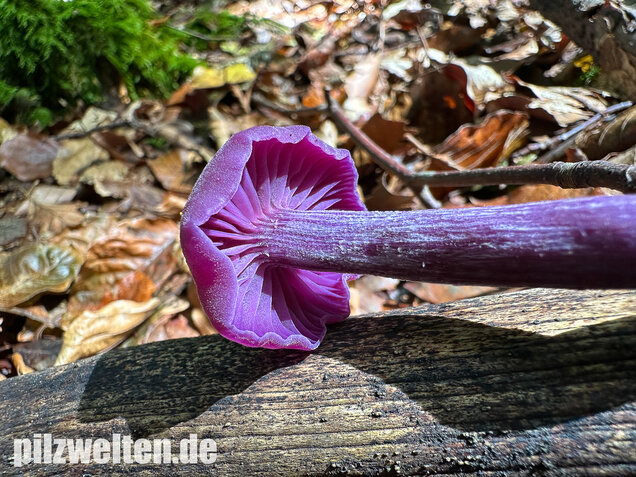 Violetter Lacktrichterling, Laccaria amethystina