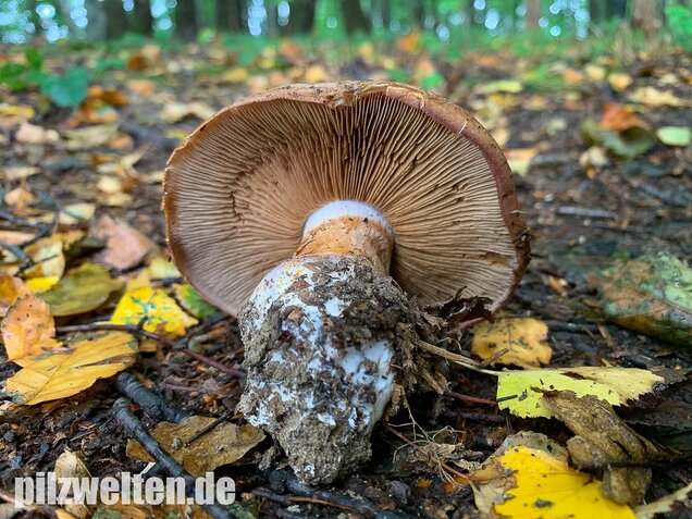 Violettrandiger Schleimkopf, Cortinarius balteatus