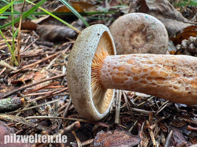 Wechselblauer Edelreizker, Lactarius quieticolor