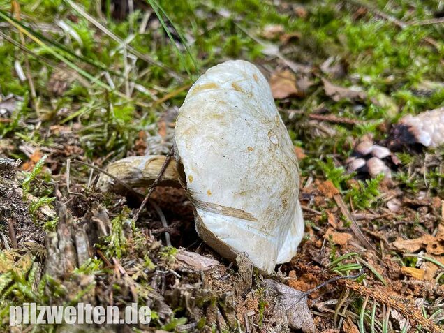 Wollstieliger Raufußröhrling (weiße Form), Leccinum cyaneobasileucum