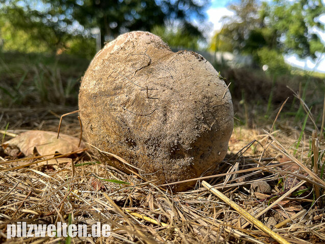 Wurzelnder Bitterröhrling, Caloboletus radicans