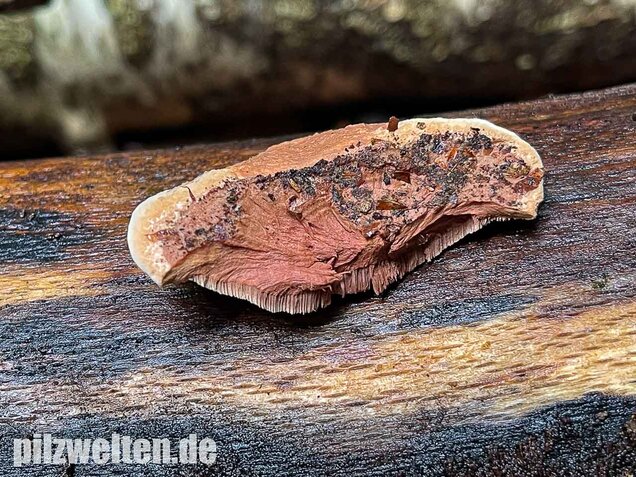 Zimtfarbener Weichporling, Hapalopilus rutilans