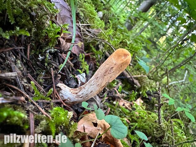 Abgestutzte Herkuleskeule, Clavariadelphus truncatus