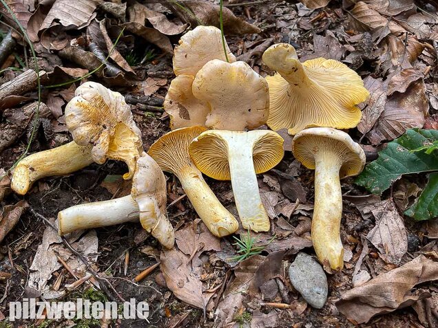 Blasser Pfifferling, Cantharellus pallens
