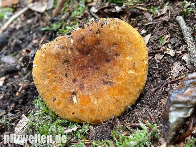 Brauner Afterleistling, Hygrophoropsis rufa