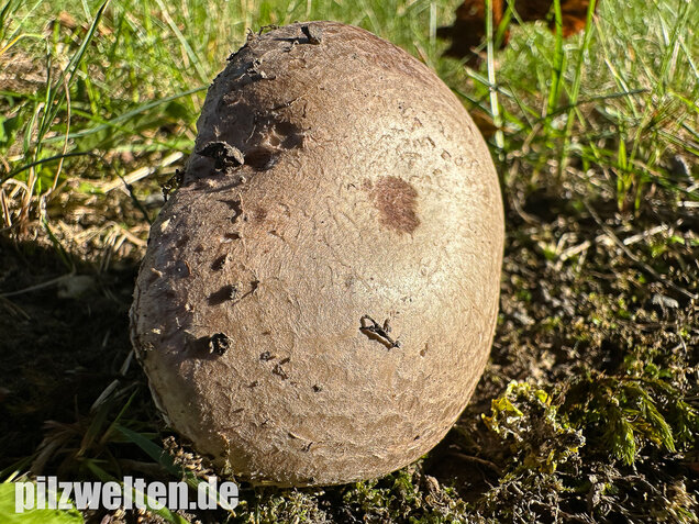 Braunschuppiger Wiesenchampignon, Agaricus moellerianus