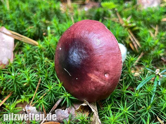 Buckeltäubling, Russula caerulea
