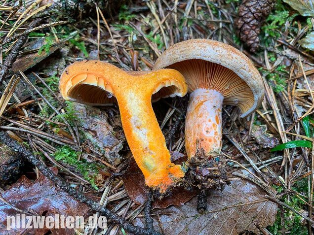 Edelreizker, Lactarius deliciosus