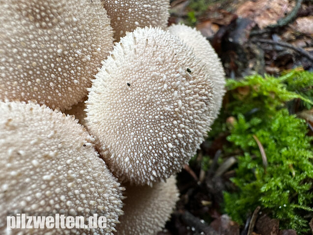 Flaschenstäubling, Flaschenbovist, Lycoperdon perlatum
