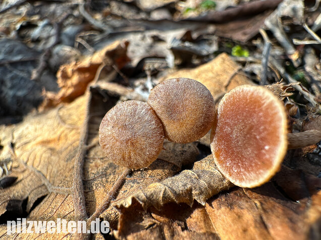 Flockiger Trompetenschnitzling, Tubaria conspersa