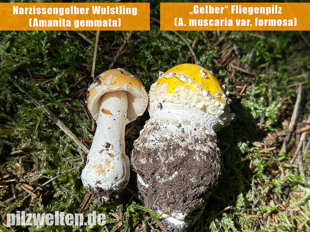Gelber Fliegenpilz, Amanita muscaria var. formosa
