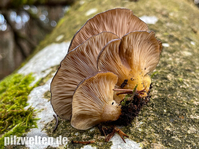 Gelbstieliger Muschelseitling, Sarcomyxa serotina