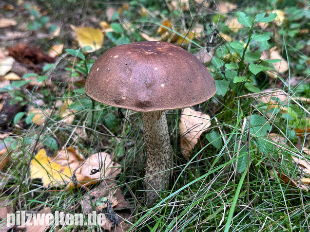 Gemeiner Birkenpilz, Langfuß, Birkenraufuß, Leccinum scabrum