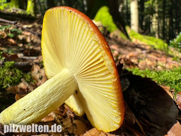 Goldtäubling, Russula aurea