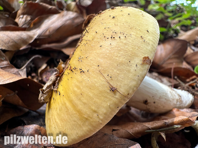 Grüner Speisetäubling, Russula heterophylla