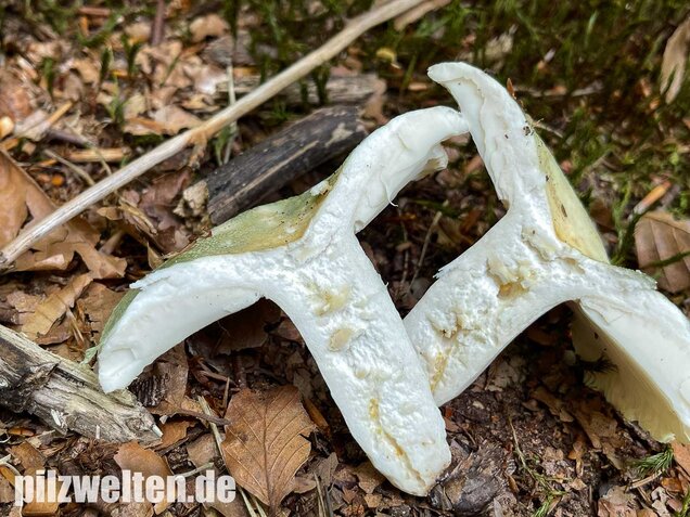 Grüngefelderter Täubling, Russula virescens