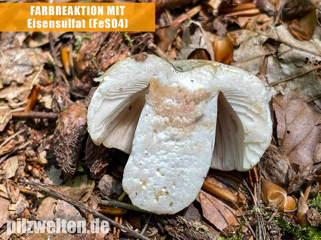 Grüngefelderter Täubling, Russula virescens