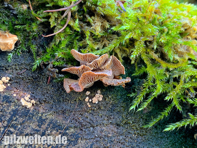 Herber Zwergknäueling, Panellus stipticus
