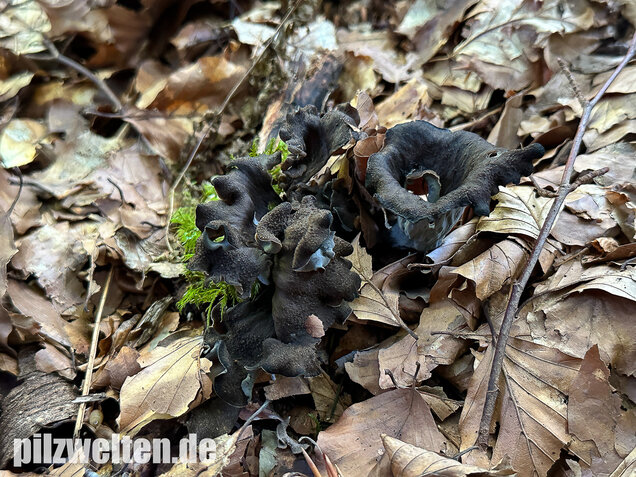 Herbsttrompete, Totentrompete, Craterellus cornucopioides