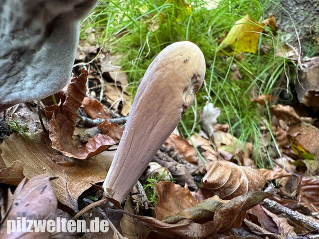 Herkuleskeule, Riesenkeule, Clavariadelphus pistillaris