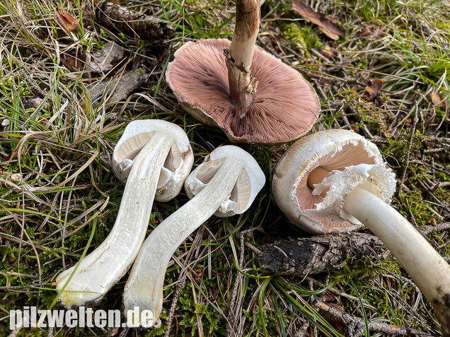 Karbolchampignon, Agaricus xanthodermus